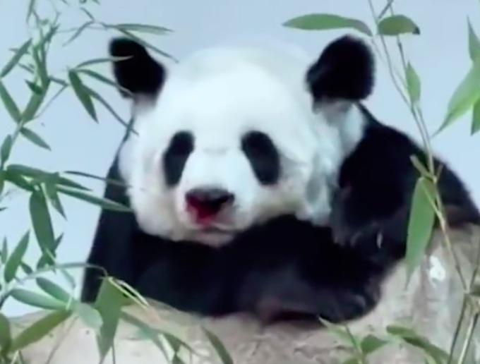 还能租借吗？旅泰大熊猫林惠死亡