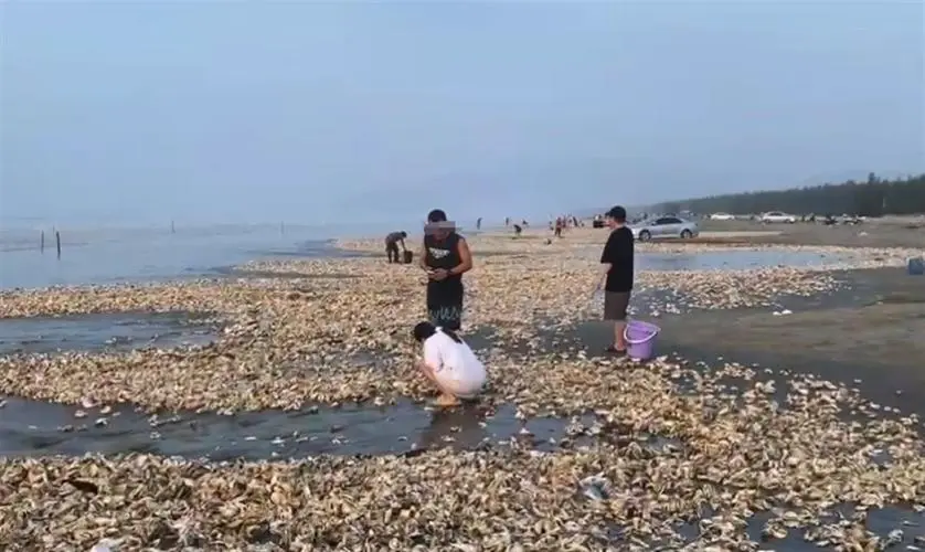 疑台风刮来遍地生蚝，居民狂捡200斤