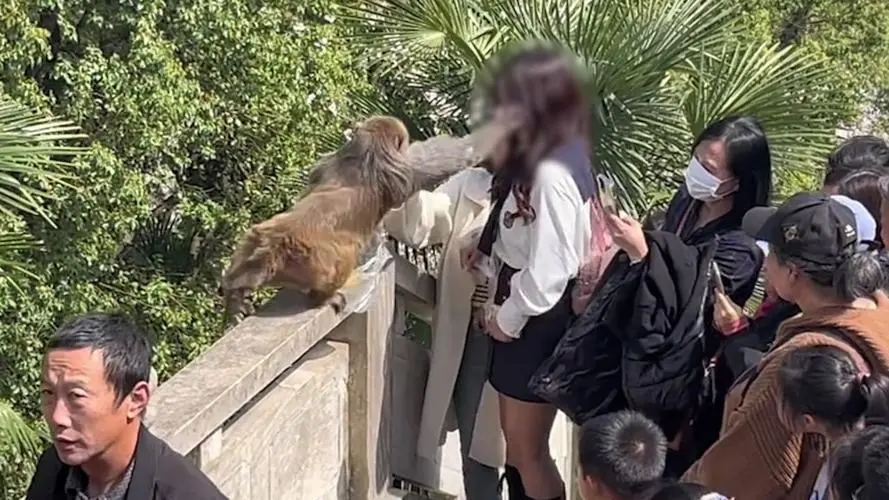 女子被猴子打，景区回应获支持