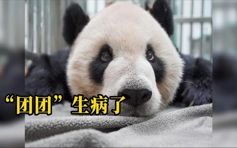 “团团”离世未满半年，台湾想要新大熊猫？！看我们霸气回击！