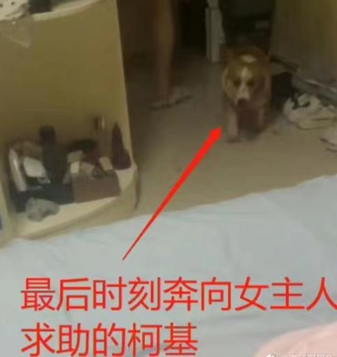 丈夫家暴砍死柯基，并持刀指着她威胁说：“你不听话，以后也这样！”