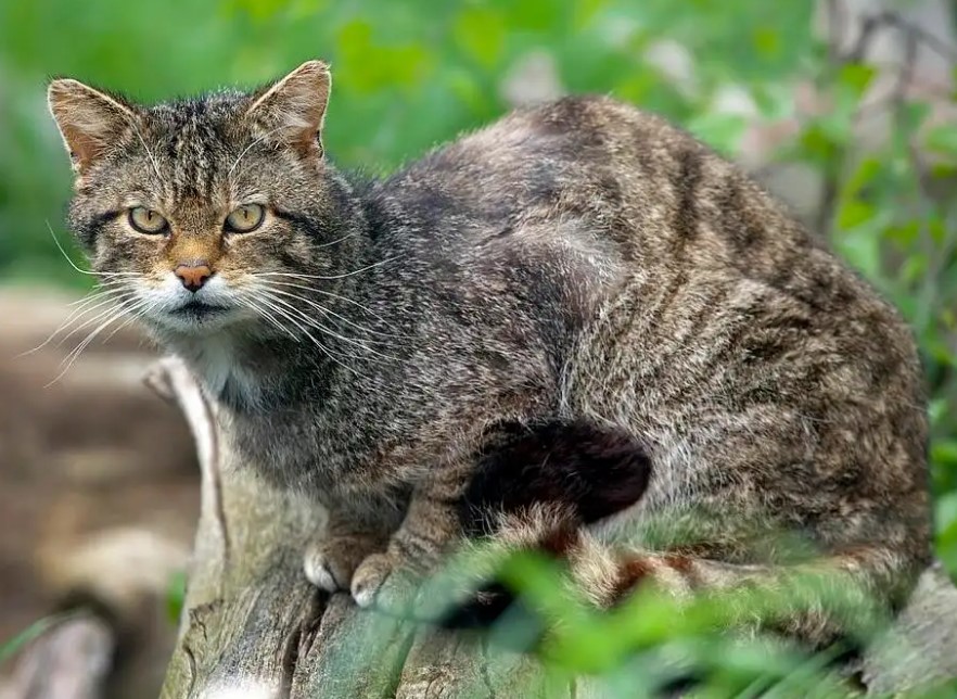 野猫有风险，撸猫需谨慎，当心猫抓病